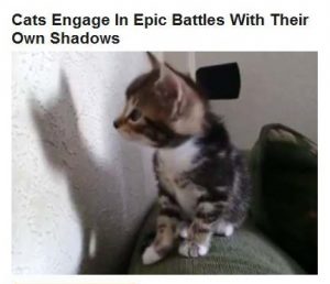 10-04-2015 FPHL 21-41 cats in battles with shadows FP