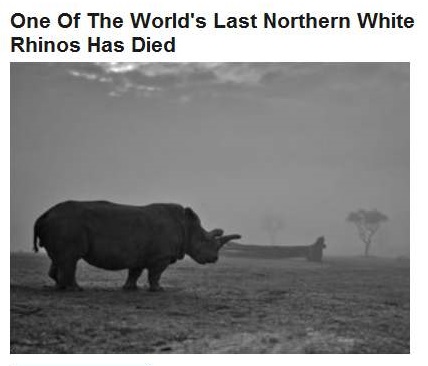 11-23-2015 FPHL 15-21 - White rhino died