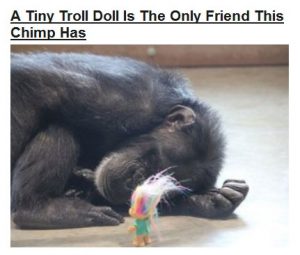 Sad-chimp