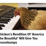 02Feb17 CHICKEN PLAYS SONG ON PIANO