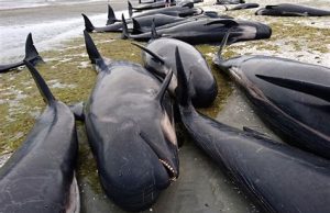 Western Civilization in Peril – Ken’s Thought of the Week