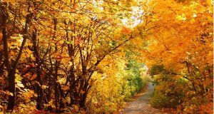 LET’S CELEBRATE THANKSGIVING! – Ken’s Thought of the Week