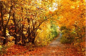 LET’S CELEBRATE THANKSGIVING! – Ken’s Thought of the Week